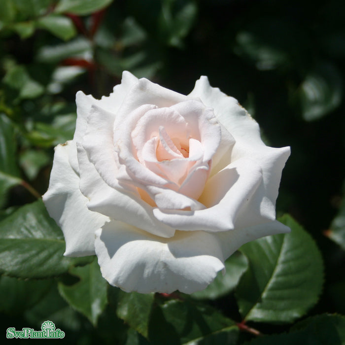 Rosa 'Margaret Merril' A kval C4