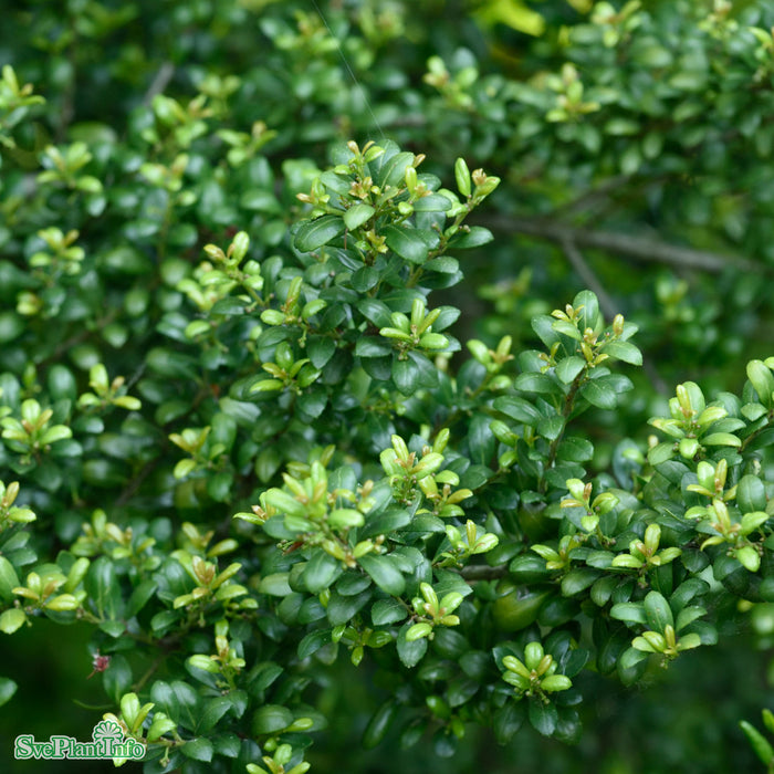 Ilex crenata 'Convexa' Klotform C10 35-40cm