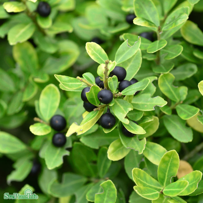 Ilex crenata 'Glorie Gem' Klot 30-35cm C6,5