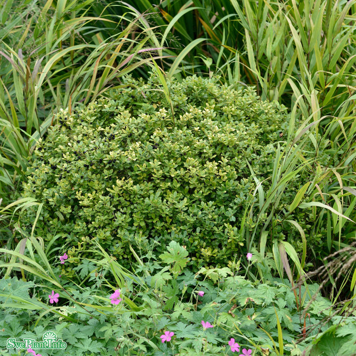 Ilex crenata 'Glorie Gem' Stam 40 cm C10