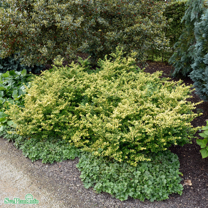 Ilex crenata 'Glorie Gem' Klotform 40-50cm C15