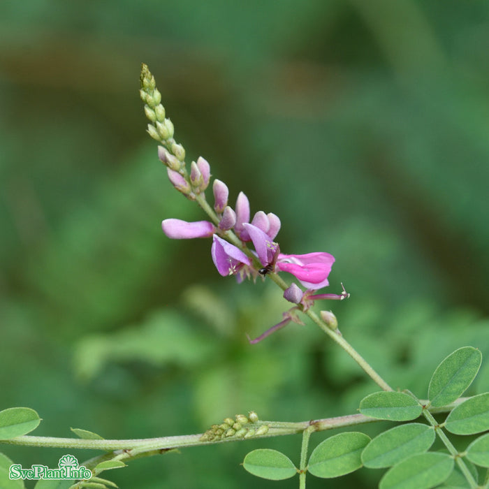 Indigofera heterantha 'Gerardiana' Busk C5