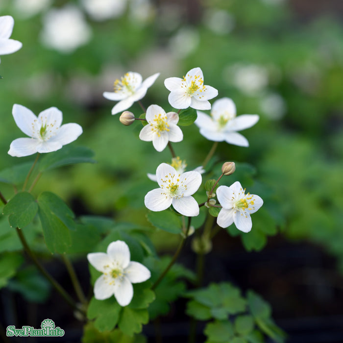 Isopyrum thalictroides A-kval
