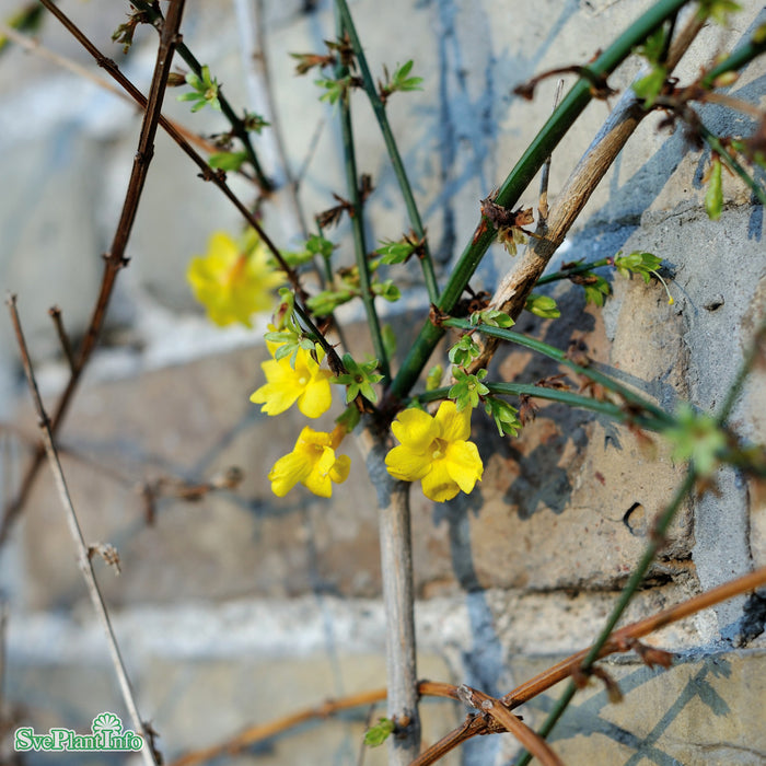 Jasminum nudiflorum A-kval C2