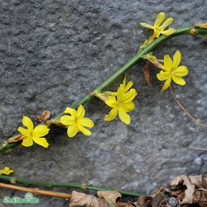 Jasminum nudiflorum A-kval C2