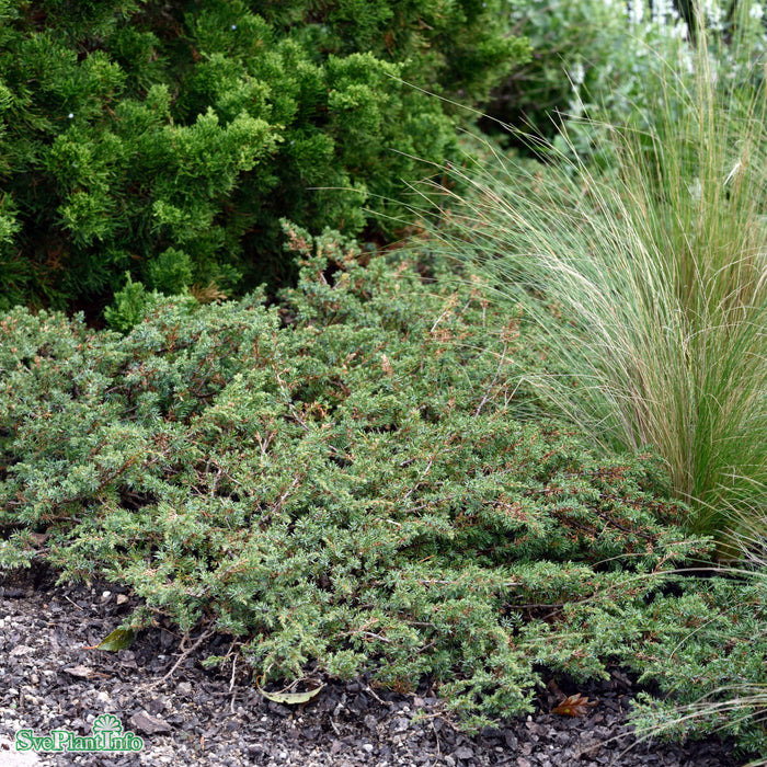 Juniperus communis 'Green Carpet' 30-40cm C4,6