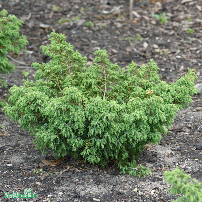 Juniperus communis FARVILL E 50-60cm C7,5