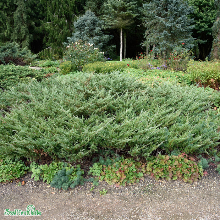 Juniperus horizontalis 'Hughes' C6 30-40cm