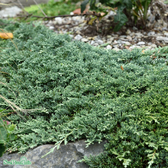 Juniperus horizontalis 'Icee Blue' ®