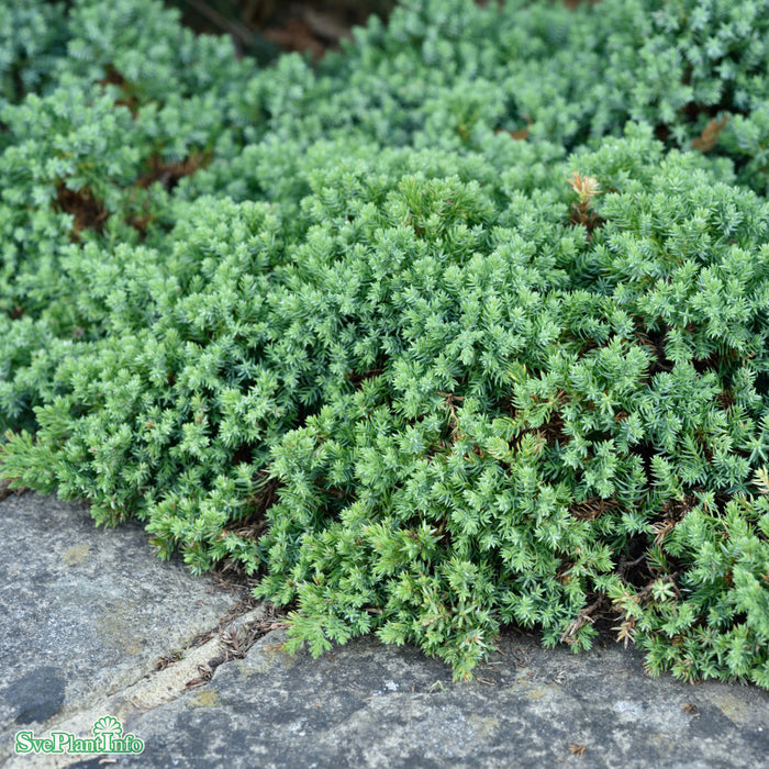 Juniperus procumbens 'Nana' Stam C15 80cm