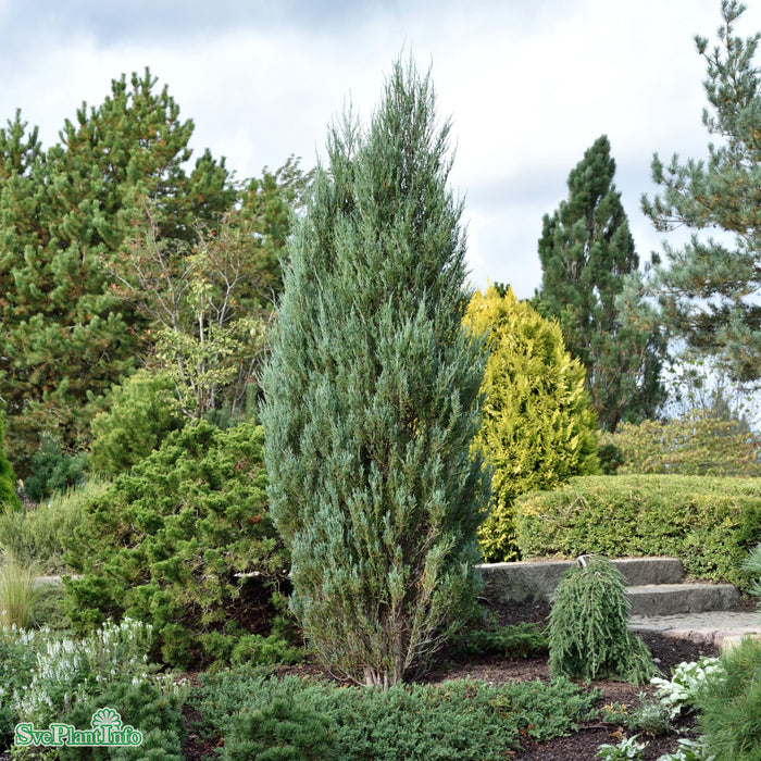 Juniperus scopulorum 'Blue Arrow' Solitär C 18 100-125cm