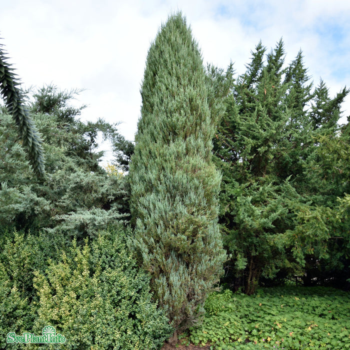 Juniperus scopulorum 'Blue Arrow' Solitär C 18 100-125cm