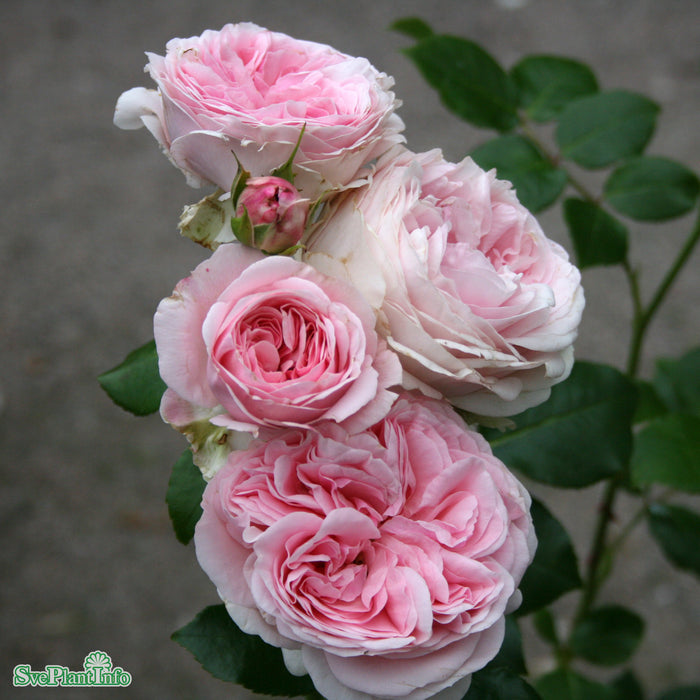 Rosa 'Giardina' A-kval C7,5