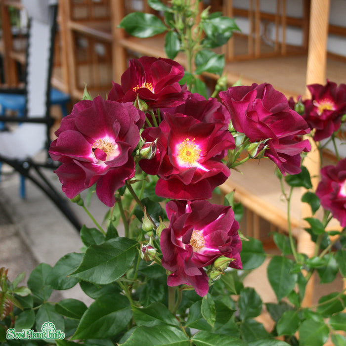 Rosa 'Night Owl' A kval C4