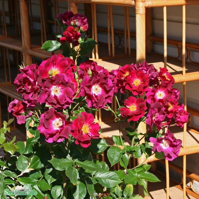 Rosa 'Night Owl' A kval C4