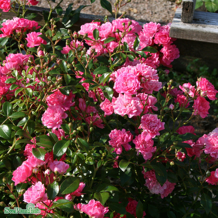 Rosa 'Pink the Fairy' A-kval C4