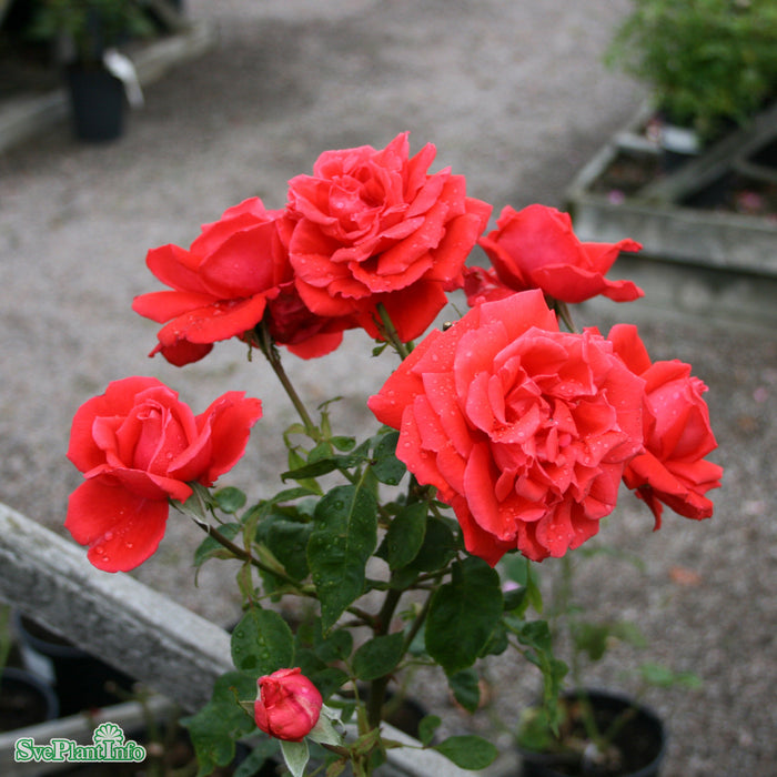 Rosa 'Summer Holiday' A kval C4