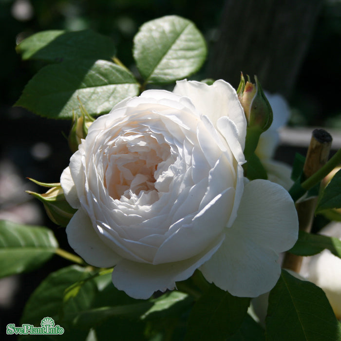 Rosa 'Claire Austin' A-kval C6