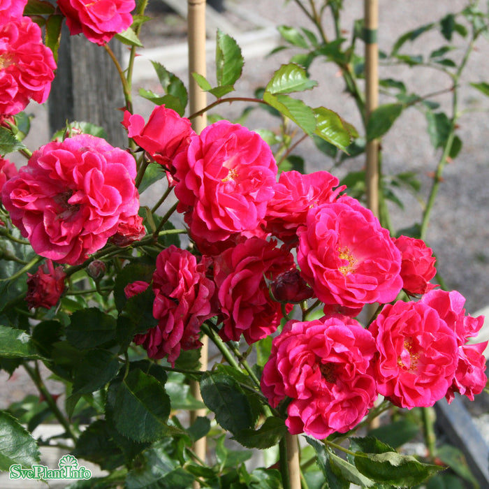 Rosa 'Elmshorn' A kval C4