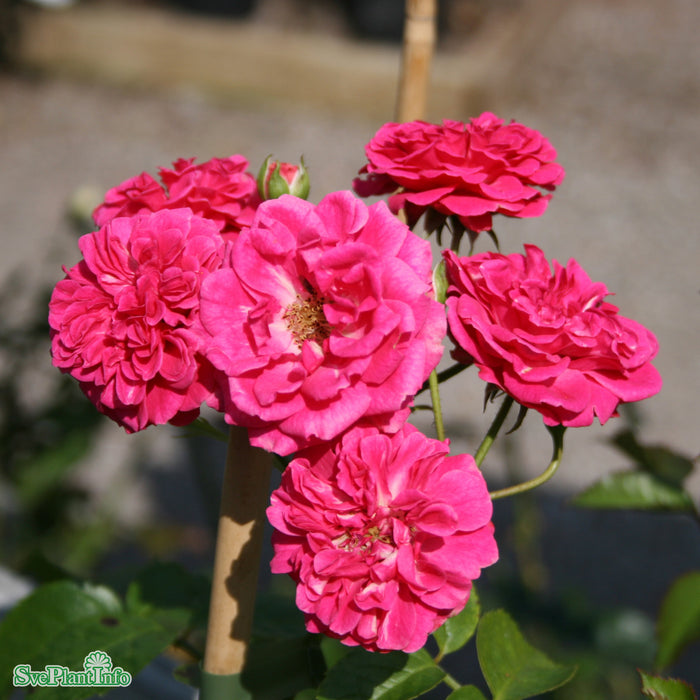 Rosa 'Elmshorn' A kval C4