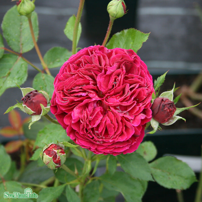 Rosa 'Falstaff' A kval C6