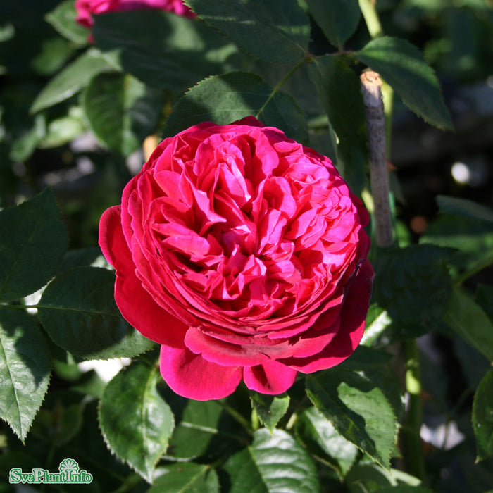 Rosa 'Falstaff' A kval C6