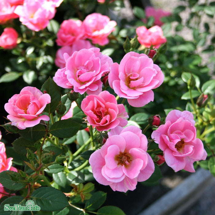 Rosa 'Sweet Cover' A-kval C4
