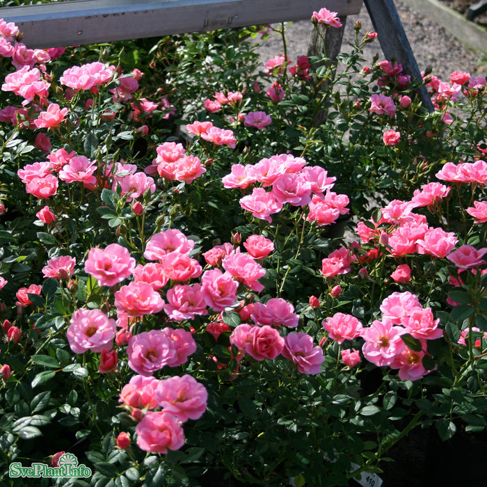 Rosa 'Sweet Cover' A-kval C4