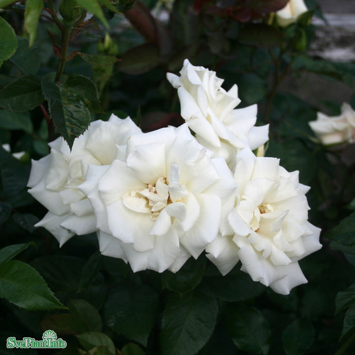 Rosa 'White Nights' A kval C4