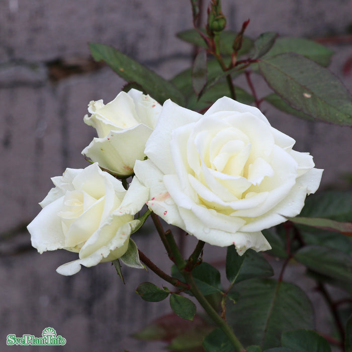 Rosa 'White Nights' A kval C4
