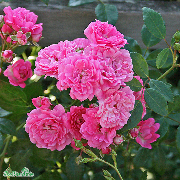 Rosa 'Pink the Fairy' A-kval C4