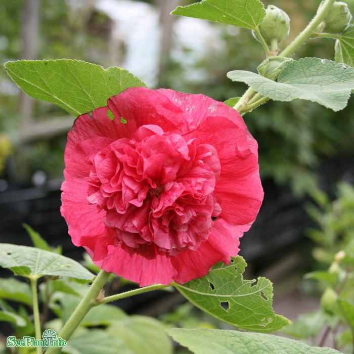 Alcea rosea 'Pleniflora Röd' A-kval