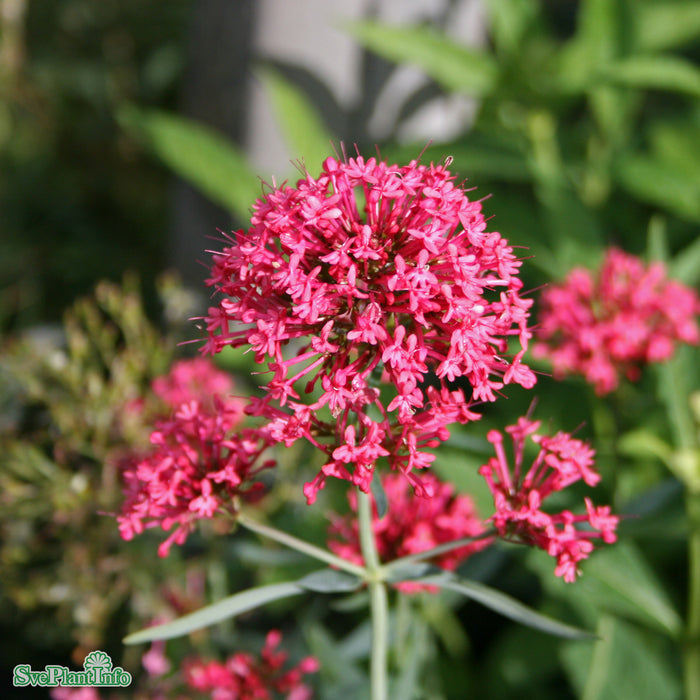 Centranthus ruber 'Coccineus' A-Kval