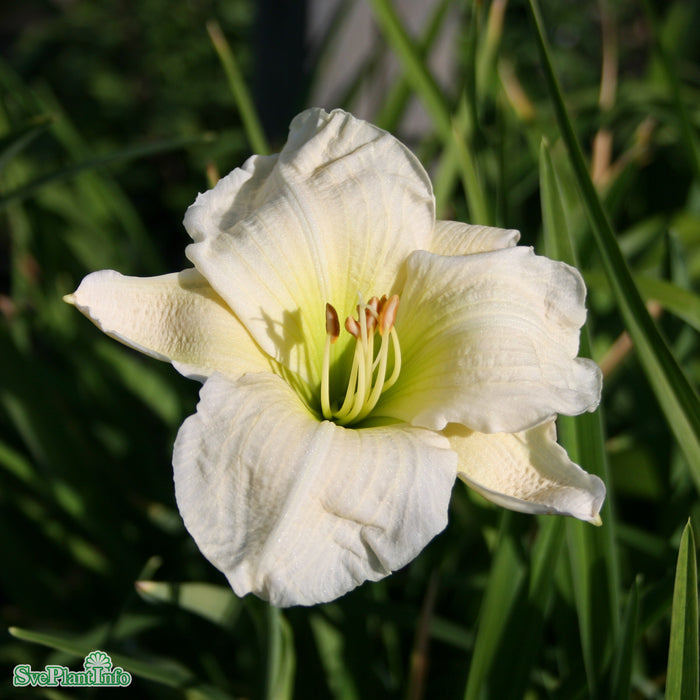 Hemerocallis 'Joan Senior' A-kval