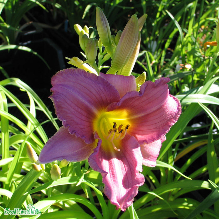 Hemerocallis 'Little Grapette' A-kval