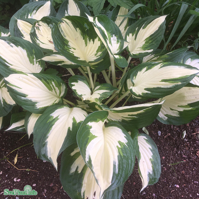 Hosta 'Minuteman' A-kval C2,8