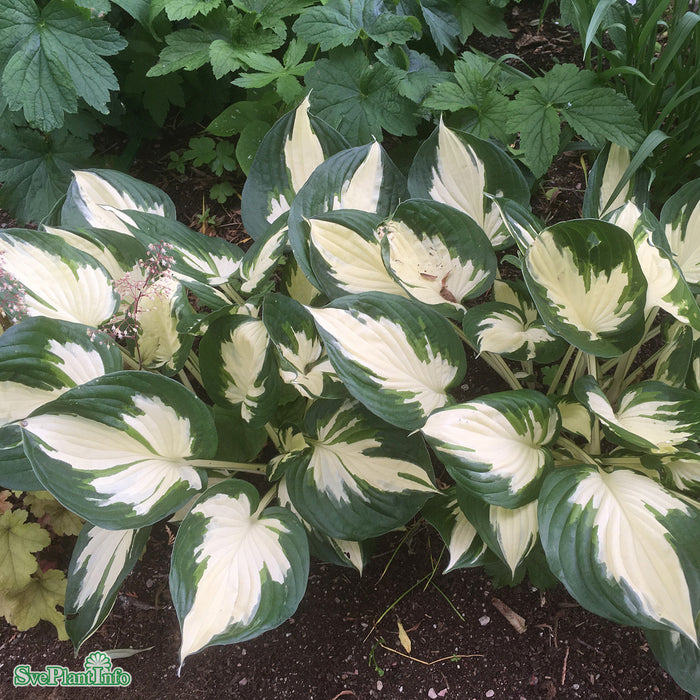 Hosta 'Minuteman' A-kval C2,8