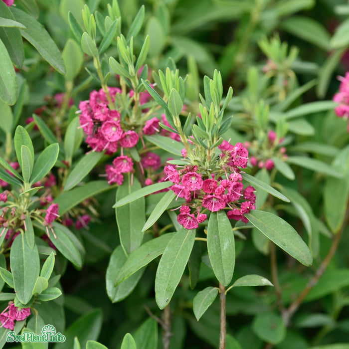 Kalmia angustifolia 'Rubra' Solitär Kl 50-60cm