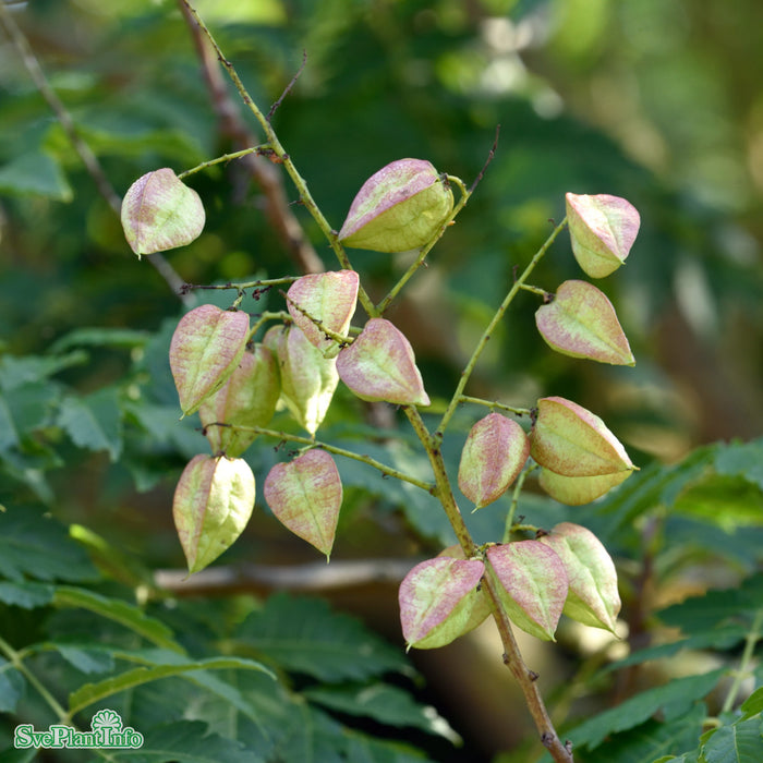 Koelreuteria paniculata Ungträd C20 150-175cm