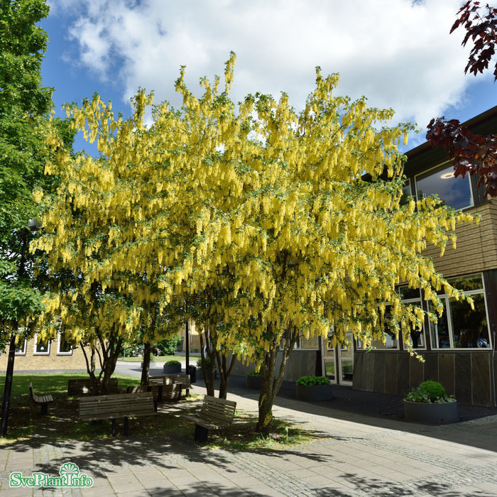 Laburnum watereri 'Vossii' C10 Stam 80cm