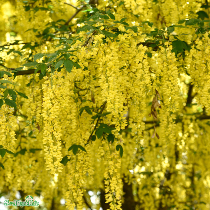 Laburnum watereri 'Vossii' C10 Stam 80cm
