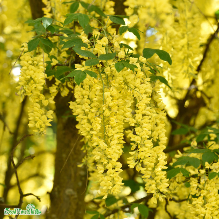 Laburnum watereri 'Vossii' C7,5 100-125cm