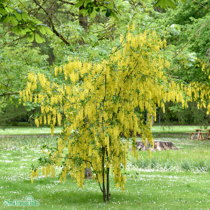 Laburnum watereri 'Vossii' C10 Stam 80cm