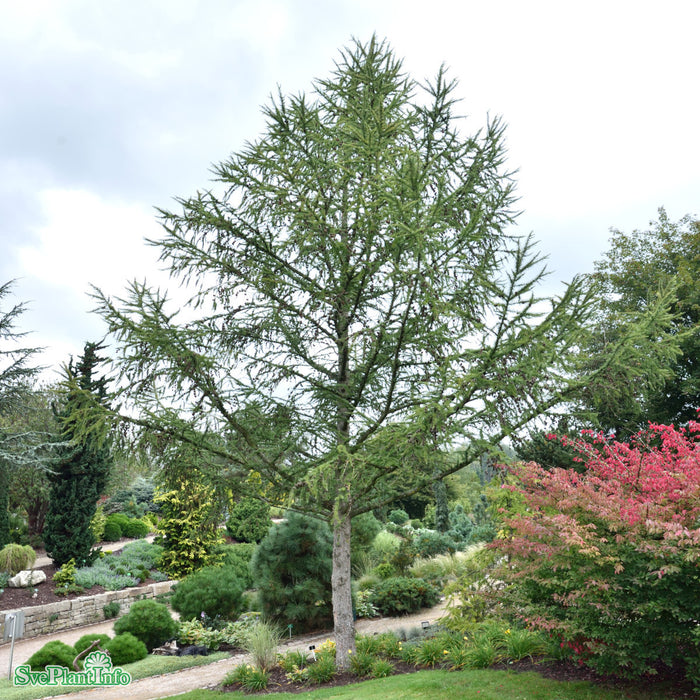Larix decidua Solitär Kl 100-150 300-350cm