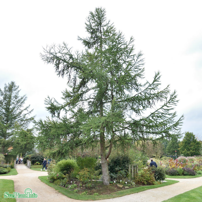 Larix kaempferi Bonsaiform C25 150-175cm