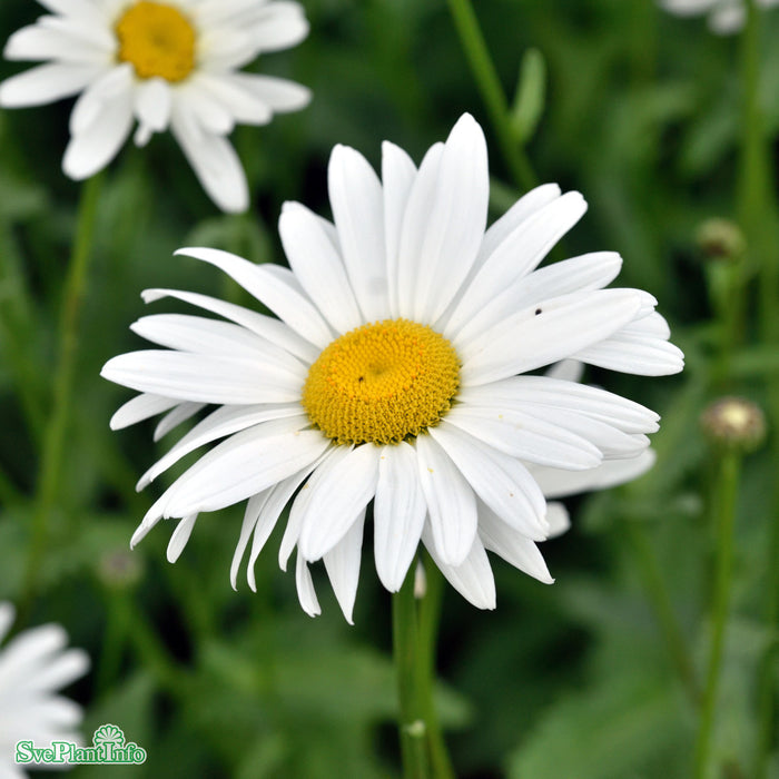 Leucanthemum superbum 'Bröllopsgåvan' GK ® A-kval