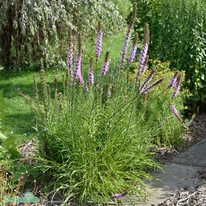 Liatris spicata A-kval