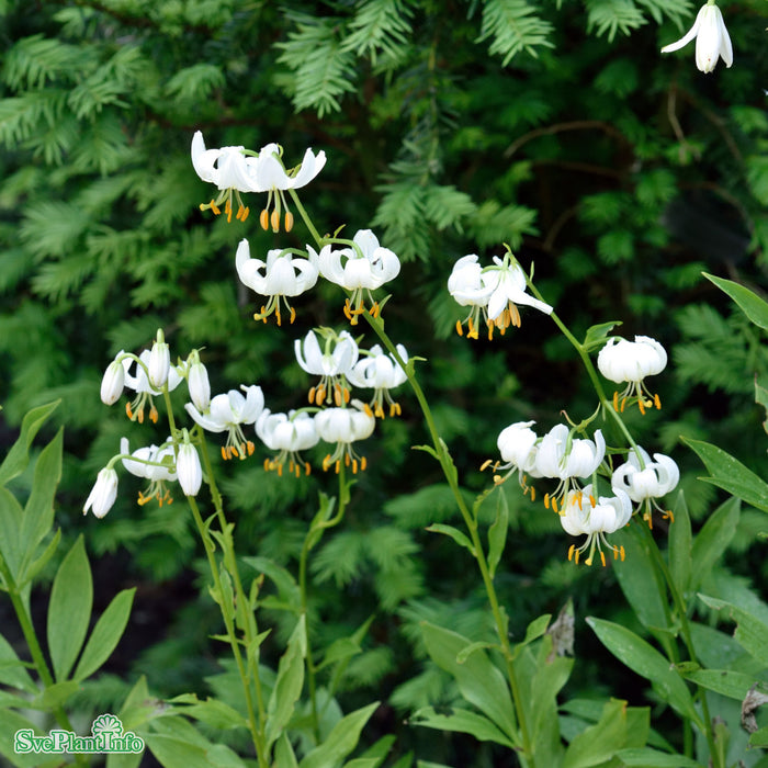 Lilium martagon var. album