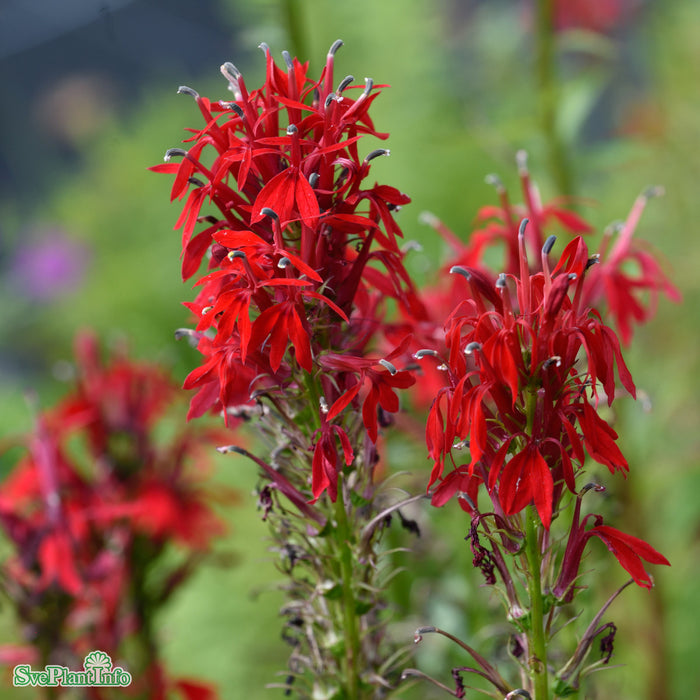 Lobelia cardinalis A-kval