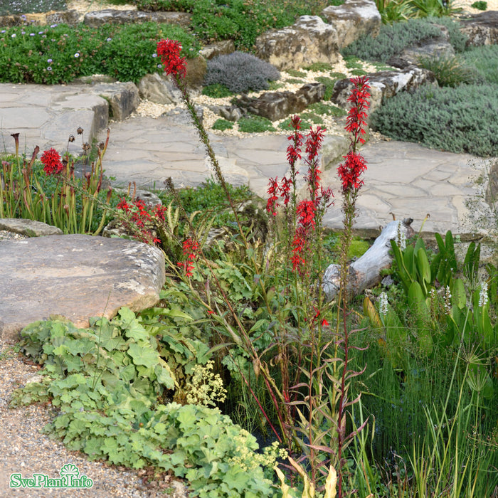 Lobelia cardinalis A-kval